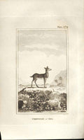 Original Old Antique Print Chrevotain Java 1812 Buffon Natural History 279 19th