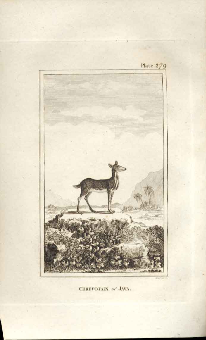 Original Old Antique Print Chrevotain Java 1812 Buffon Natural History 279 19th