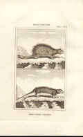 Original Old Antique Print Long Tailed Coendou 1812 Buffon Natural History 284