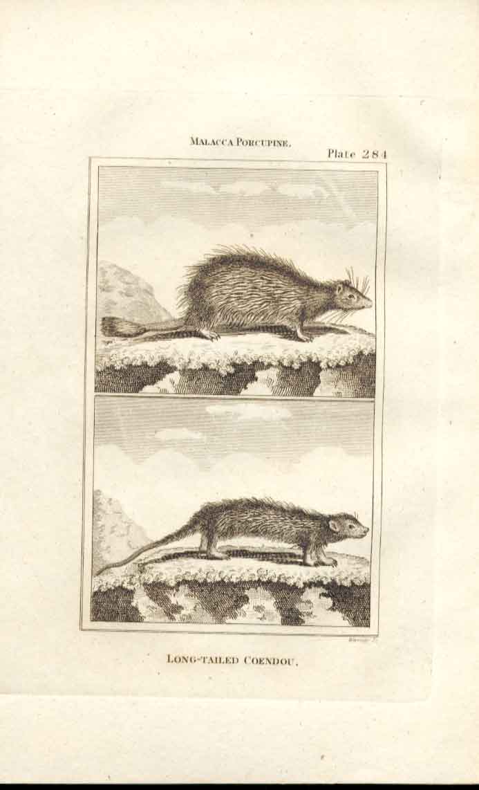 Original Old Antique Print Long Tailed Coendou 1812 Buffon Natural History 284
