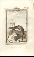 Original Old Antique Print Great Mangouste 1812 Buffon Natural History 306 19th