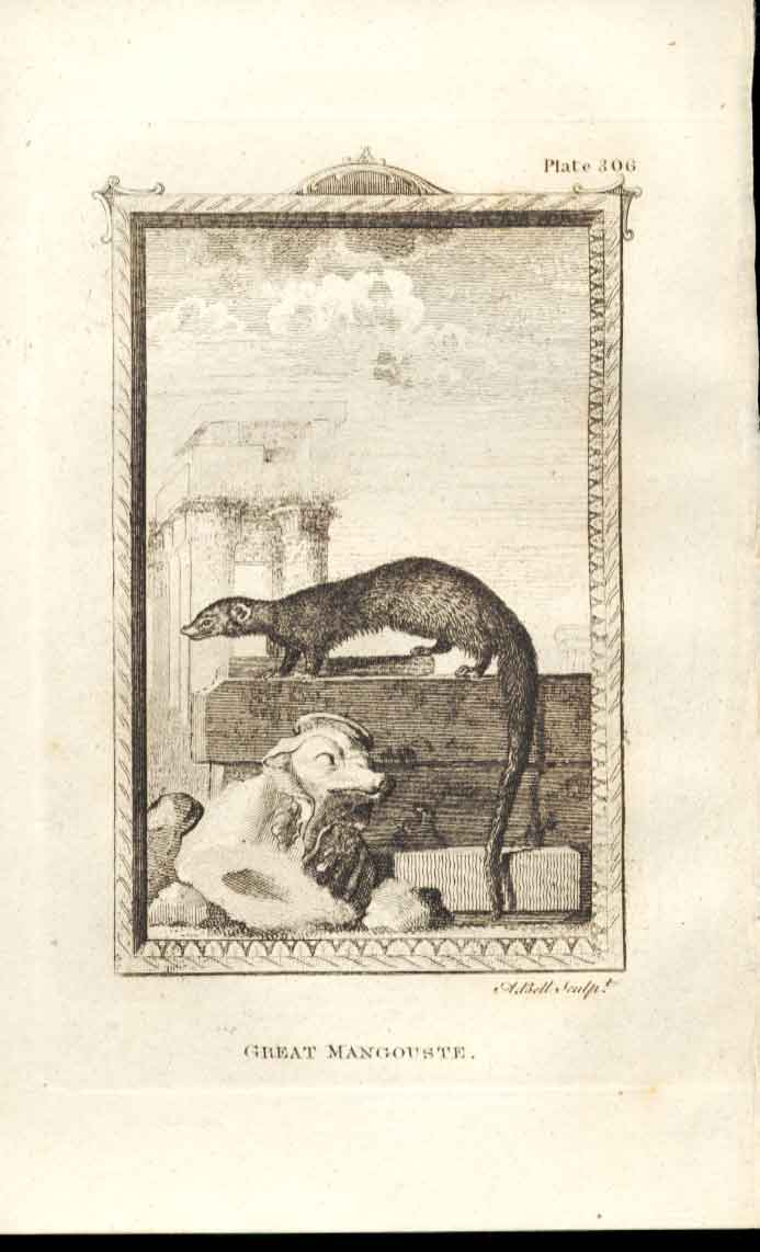 Original Old Antique Print Great Mangouste 1812 Buffon Natural History 306 19th