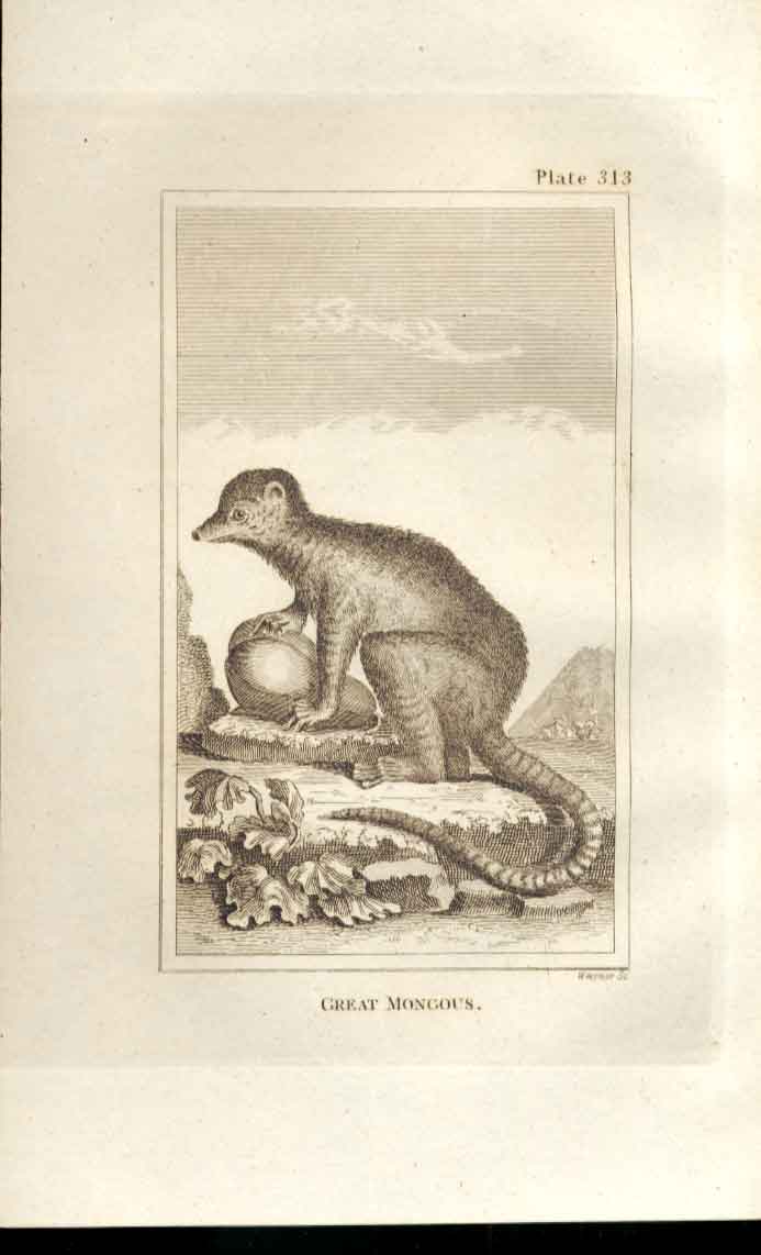 Original Old Antique Print Great Mongous 1812 Buffon Natural History 313 19th