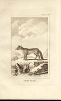 Original Old Antique Print Little Jackal 1812 Buffon Natural History 328 19th