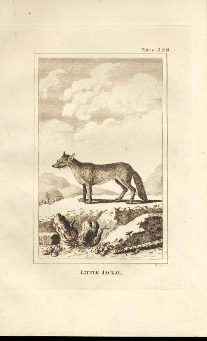 Original Old Antique Print Little Jackal 1812 Buffon Natural History 328 19th