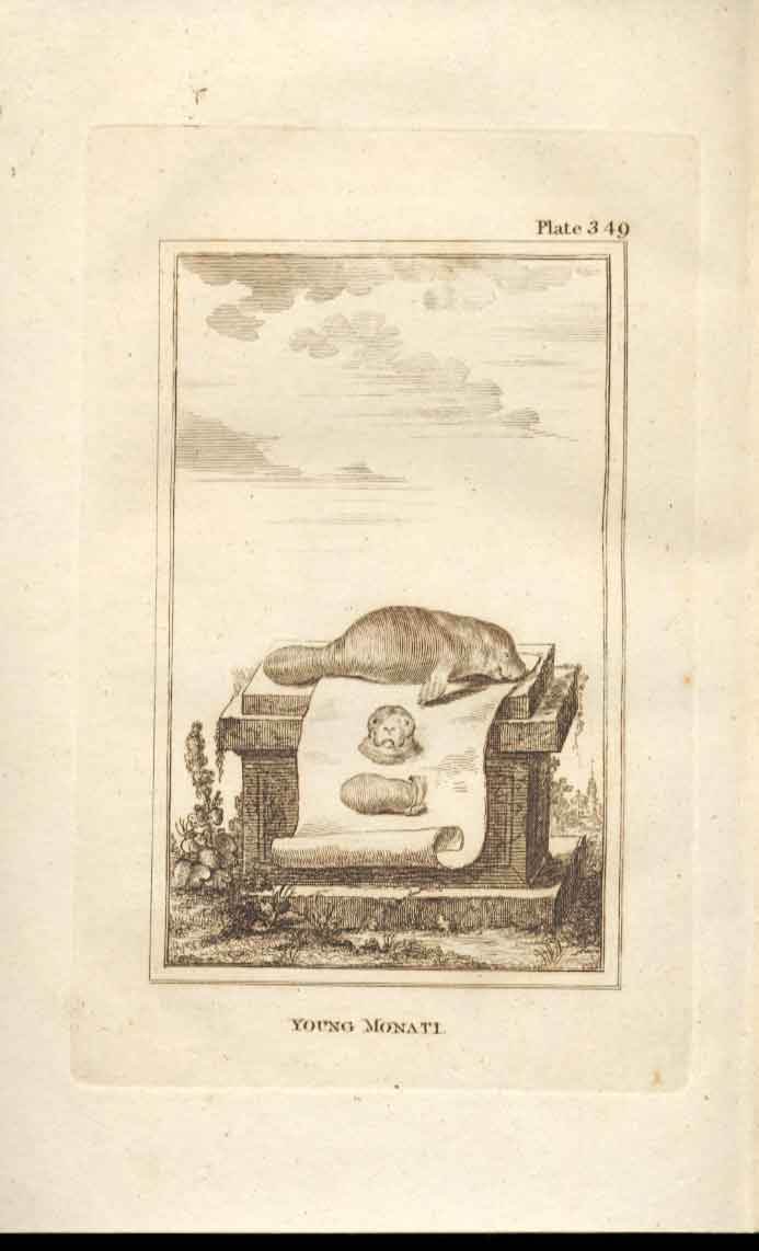 Original Old Antique Print Young Monati 1812 Buffon Engraving 349 19th Century