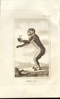 Original Old Antique Print Pigmy Upright 1812 Buffon Natural History 353 Ape
