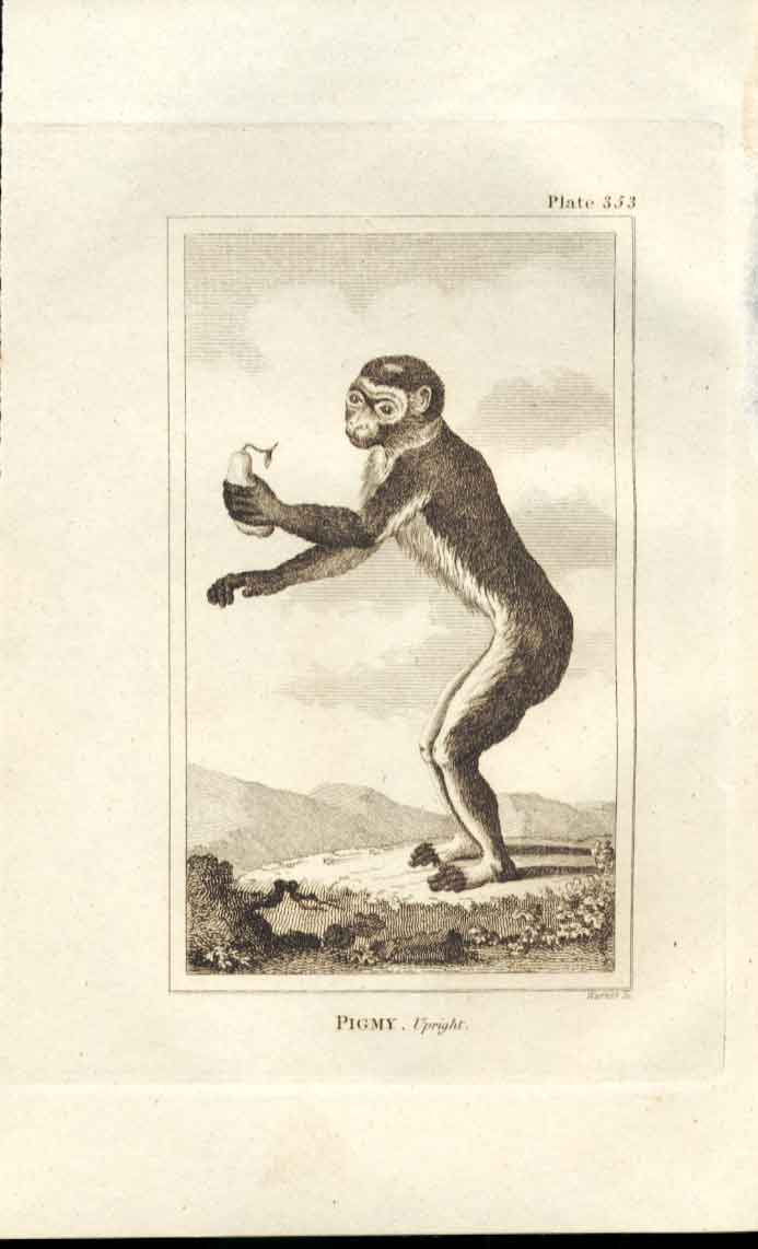 Original Old Antique Print Pigmy Upright 1812 Buffon Natural History 353 Ape