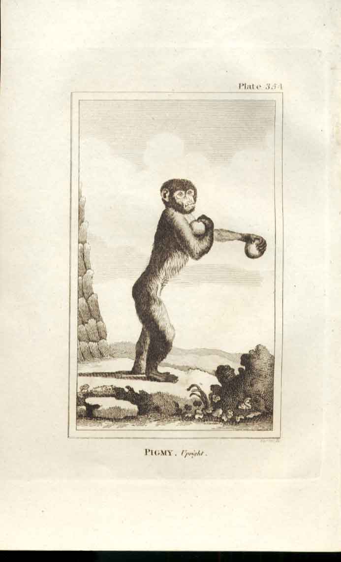 Original Old Antique Print Pigmy Upright 1812 Buffon Natural History 354 Ape