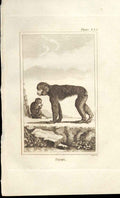 Original Old Antique Print Pigmy 1812 Buffon Natural History 355 Ape 19th