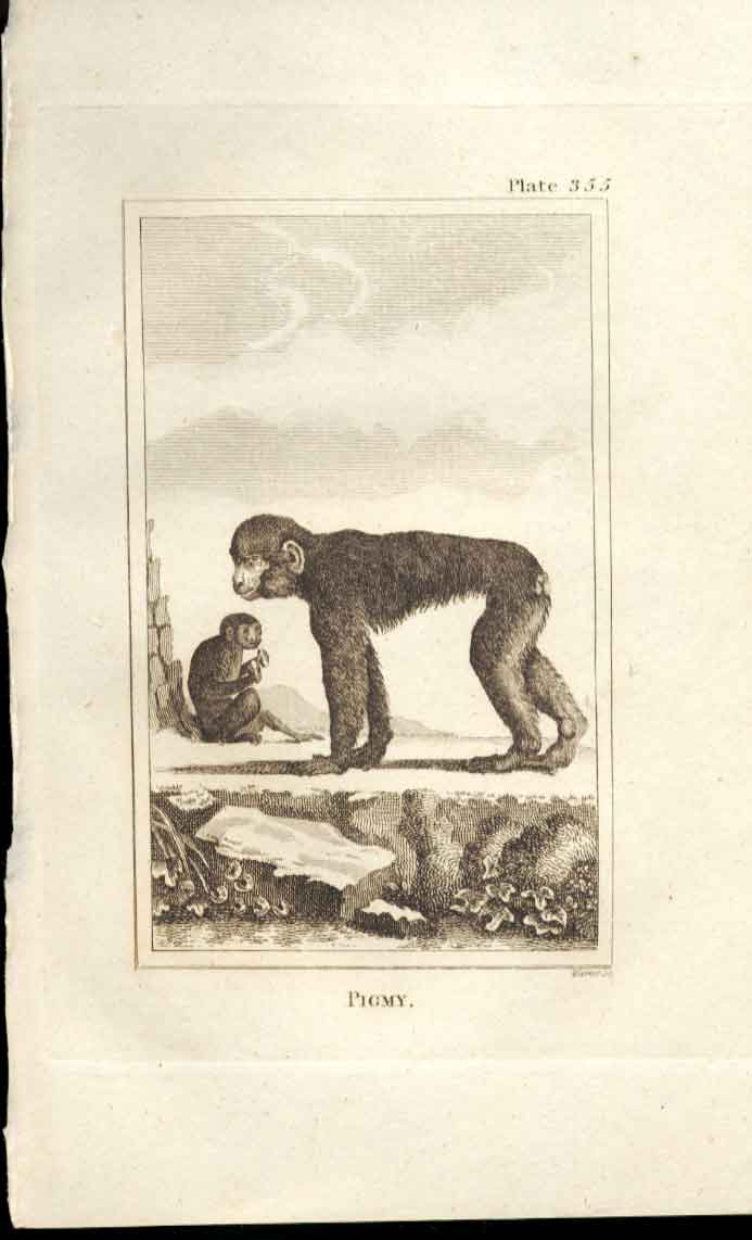 Original Old Antique Print Pigmy 1812 Buffon Natural History 355 Ape 19th