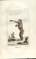 Original Old Antique Print Pigmy Female 1812 Buffon Natural History 356 Ape 19th