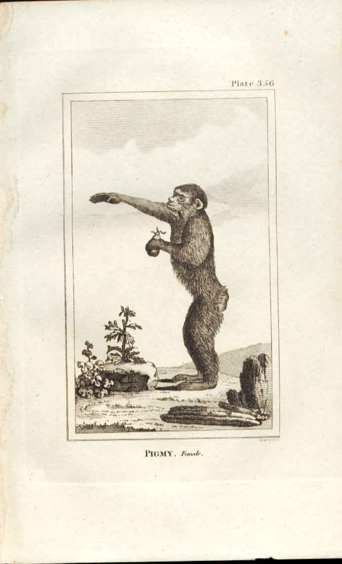 Original Old Antique Print Pigmy Female 1812 Buffon Natural History 356 Ape 19th