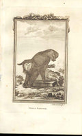 Original Old Antique Print Small Baboon 1812 Buffon Natural History 363 19th