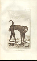 Original Old Antique Print Long Legged Baboon 1812 Buffon Natural History 366