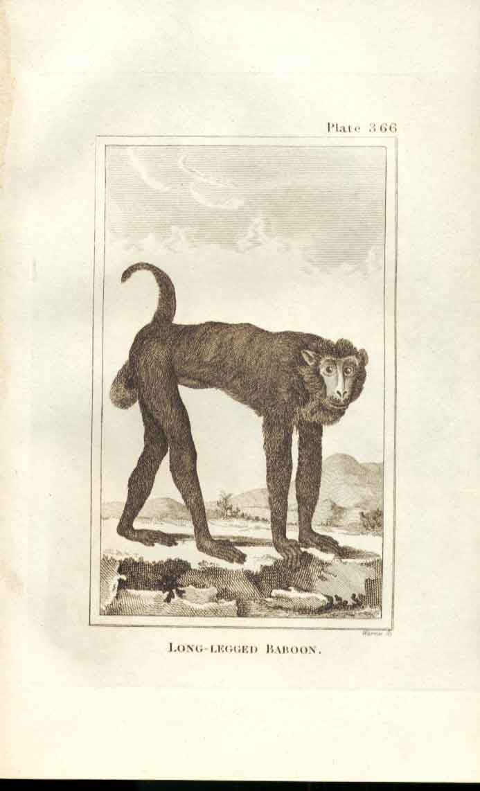 Original Old Antique Print Long Legged Baboon 1812 Buffon Natural History 366