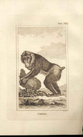 Original Old Antique Print Choras 1812 Buffon Natural History 369 Monkey 19th