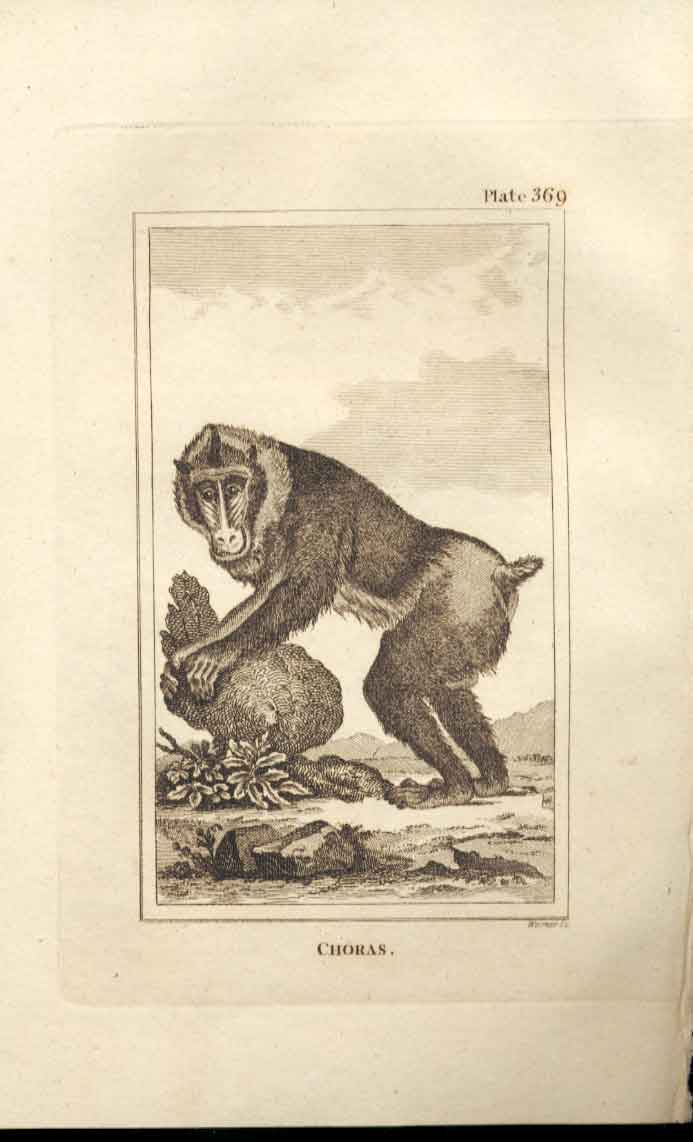 Original Old Antique Print Choras 1812 Buffon Natural History 369 Monkey 19th