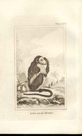 Original Old Antique Print Long Faced Monkey 1812 Buffon Natural History 372