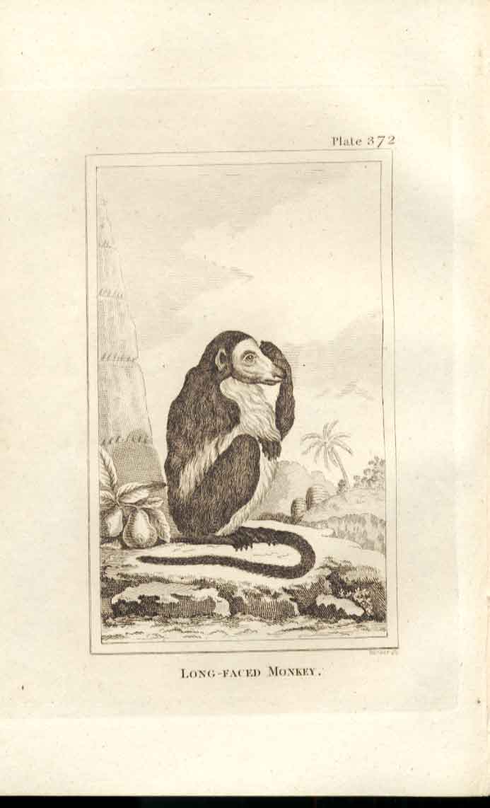 Original Old Antique Print Long Faced Monkey 1812 Buffon Natural History 372