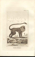 Original Old Antique Print Maned Monkey 1812 Buffon Natural History 374 19th