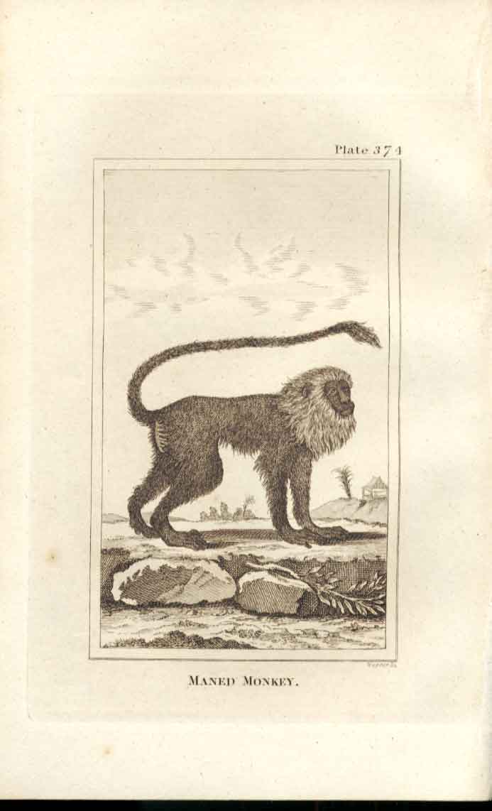 Original Old Antique Print Maned Monkey 1812 Buffon Natural History 374 19th