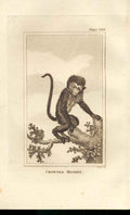 Original Old Antique Print Crowned Monkey 1812 Buffon Natural History 388 19th