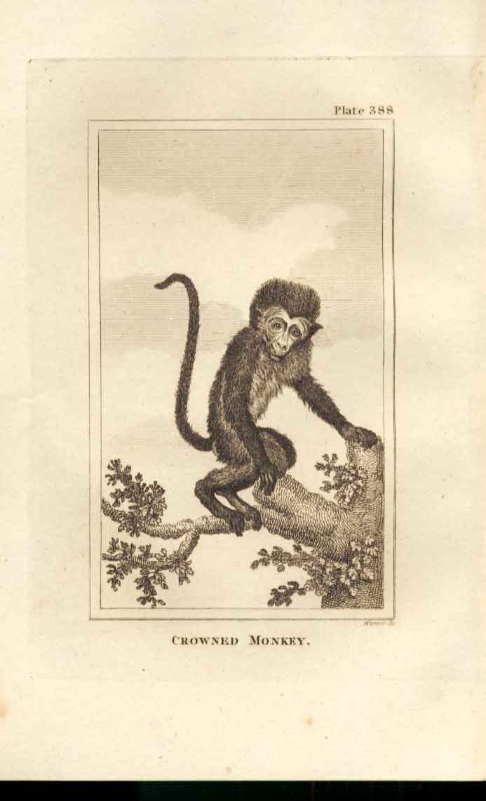 Original Old Antique Print Crowned Monkey 1812 Buffon Natural History 388 19th