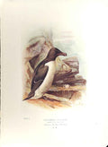 Original Old Antique Print George Rankin C1910 Razor Bill Bird 20th Century