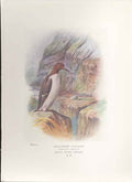 Original Old Antique Print George Rankin C1910 Guillemot Bird 20th Century