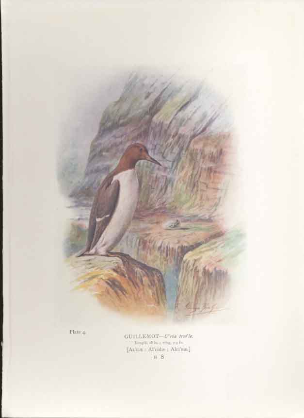 Original Old Antique Print George Rankin C1910 Guillemot Bird 20th Century