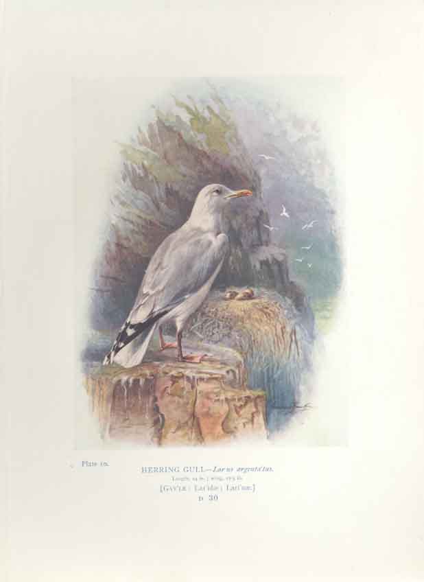 Original Old Antique Print George Rankin C1910 Herring Gull Bird 20th Century