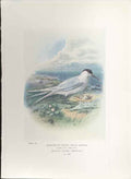 Original Old Antique Print George Rankin C1910 Sandwich Tern Bird 20th Century