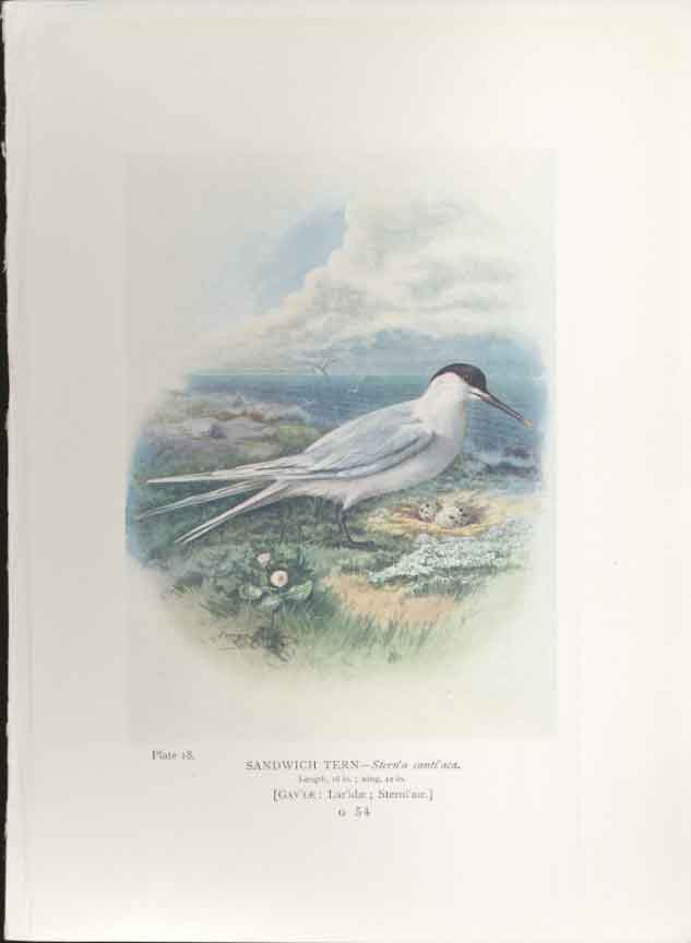 Original Old Antique Print George Rankin C1910 Sandwich Tern Bird 20th Century
