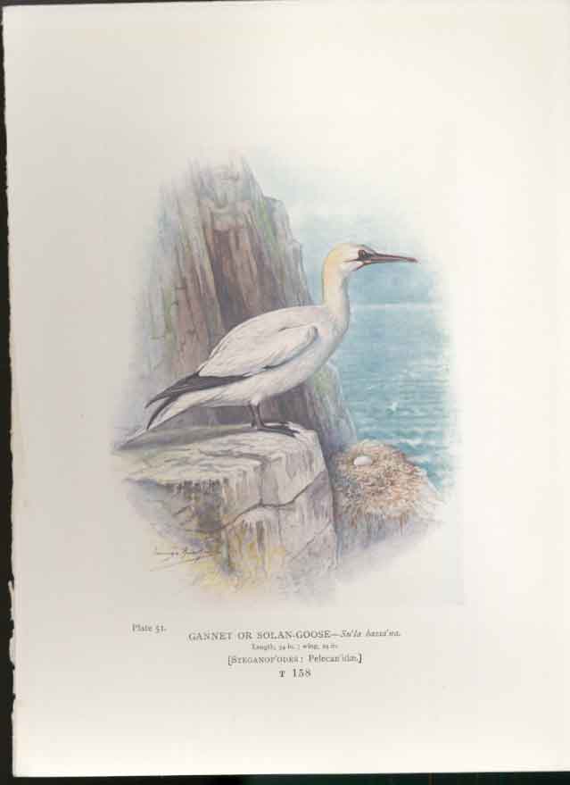 Original Old Antique Print George Rankin C1910 Gannet Or Solan Goose Bird 20th