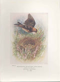 Original Old Antique Print George Rankin C1910 115T Bird 20th Century