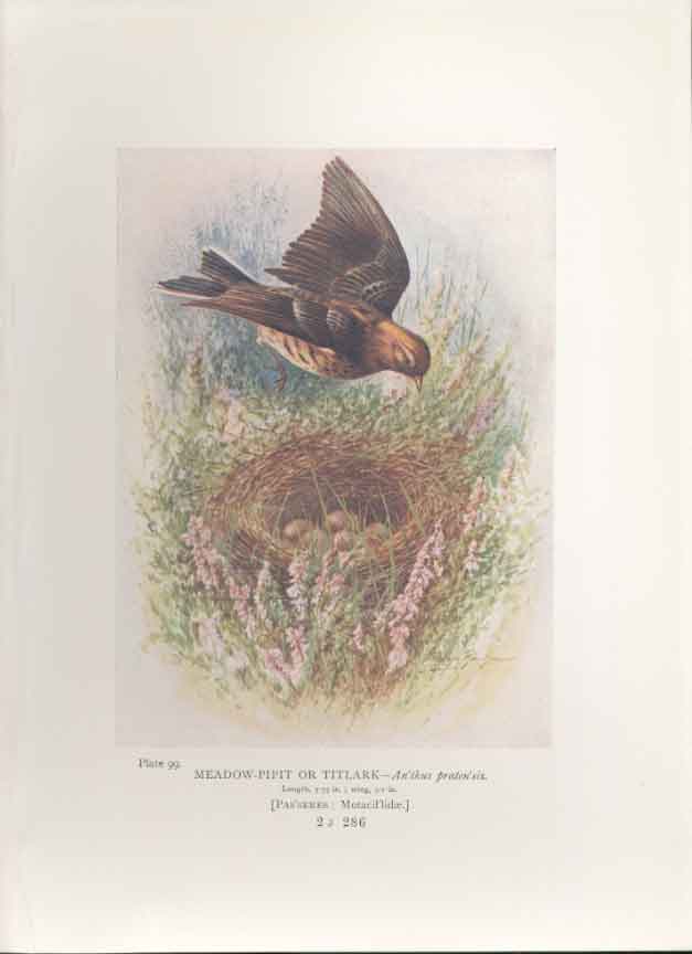 Original Old Antique Print George Rankin C1910 115T Bird 20th Century