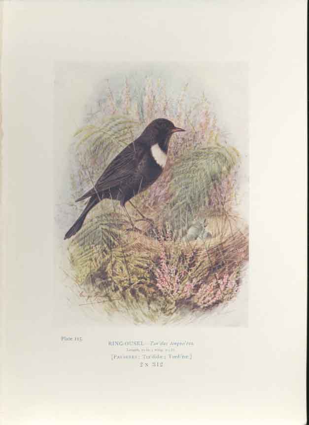 Original Old Antique Print George Rankin C1910Ring Ousel Bird 20th Century