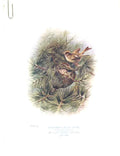 Original Old Antique Print George Rankin C1910 Gcrest Bird 20th Century