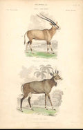 Original Old Antique Print LeucoryxNyl Ghnu C1880 Mamillia H/C Engraving 19th