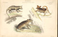 Original Old Antique Print Viginian Opofsum Mouse Like Phalangista Spiny Bandeco