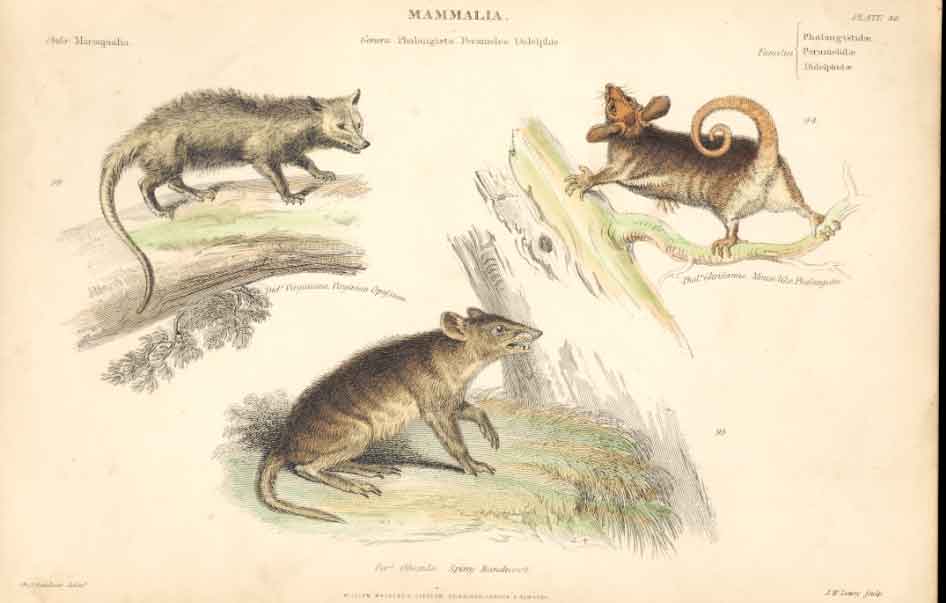 Original Old Antique Print Viginian Opofsum Mouse Like Phalangista Spiny Bandeco