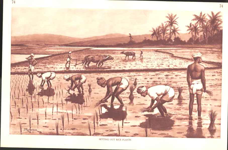 Original Old Vintage Print Setting Our Rice Plants Drawing By J Macfarlanec1930