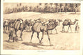 Original Old Vintage Print Camel Caravan Drawing By J Macfarlanec1930 20th