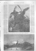 Old Antique Print Fine Art Birds Teal Attacked Herons Night Feast 1853 19th