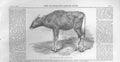 Original Old Antique Print The Gaour Calf 1859 19th Century