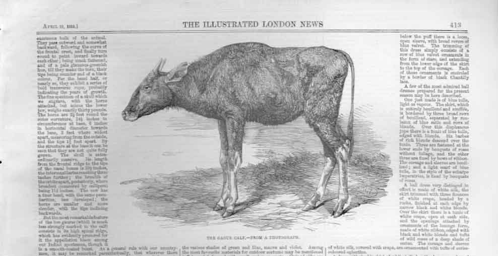 Original Old Antique Print The Gaour Calf 1859 19th Century