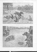 Original Old Antique Print A Sad Dog'S Day Wicked Sport Fine Art A
