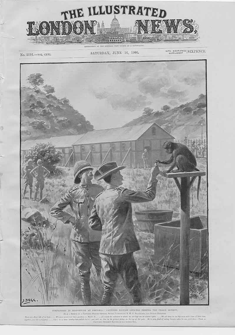Original Old Antique Print British Pow'S Feeding Monkey Boer War