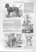 Original Old Antique Print Life Size Terrier Dog In Breat Exhibition 1851 19th